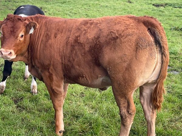 Heifer Weanling s - Main image