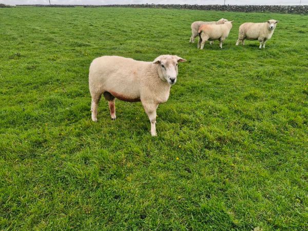 Pure bred Galway ram - Main image