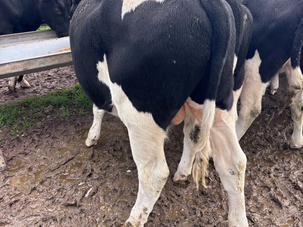Friesian bull calves - Main image