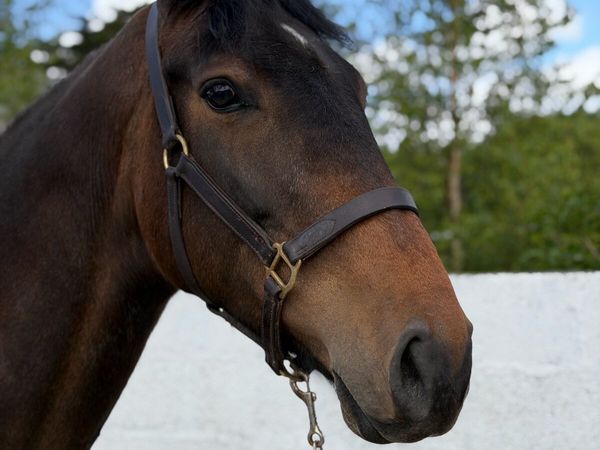 7yr old Irish Sport Horse - Main image
