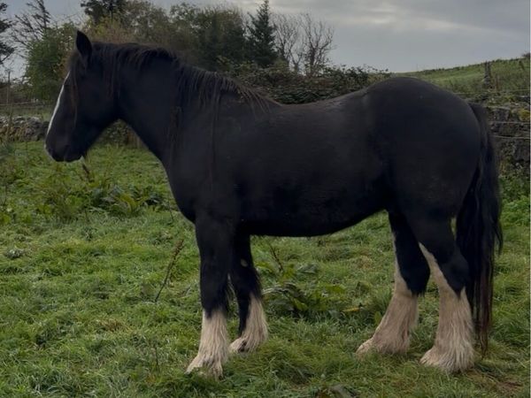 15 hh Cob Gelding - Main image