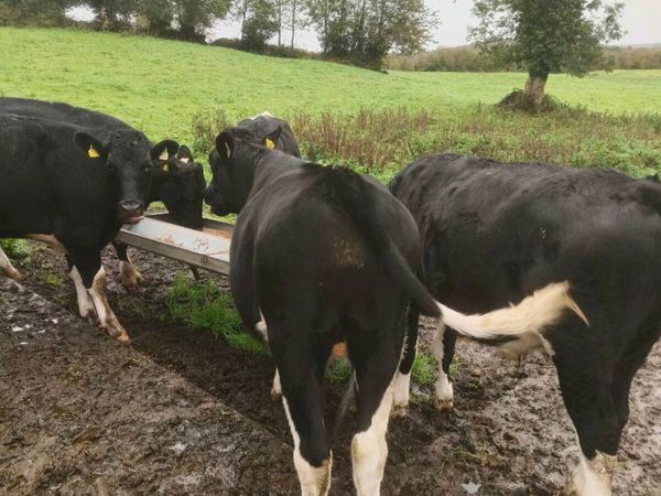 5 Bullocks - Main image