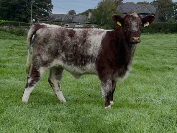 Beef Shorthorn heifer pedigree registered - Main image