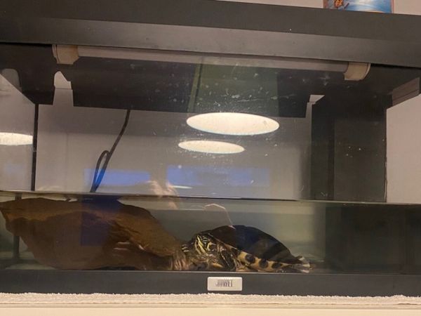 Turtle - Main image