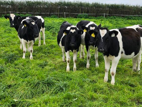 Purebred registered Febuary/March friesian heifers - Main image