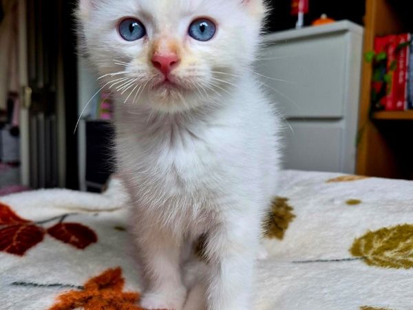 ragdoll kitten - Main image