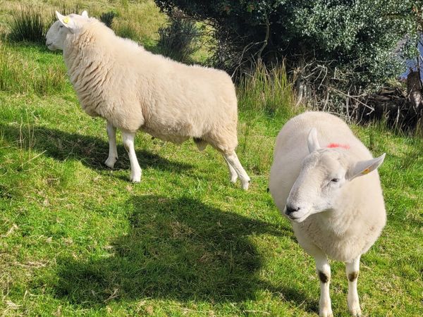 Cheviot and Mayo Blackface Rams - Main image
