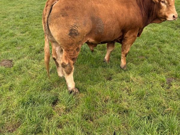 Pedigree Limousin Bull - Main image