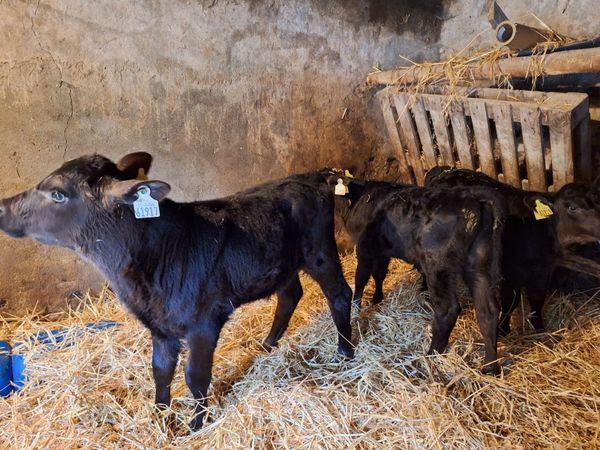 Calves - Main image