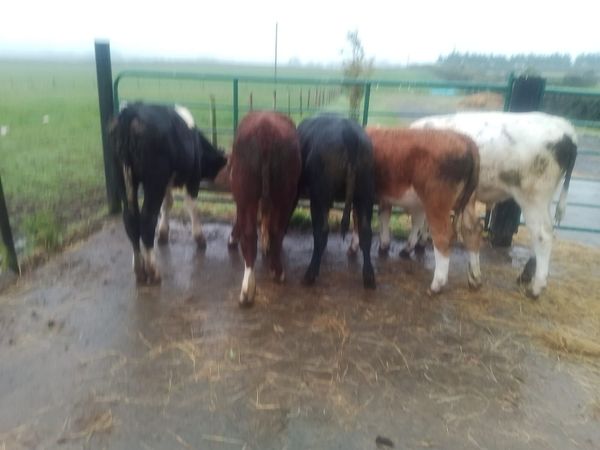 Aberdeen Angus,  Simmental & Belgian Blue bulls - Main image