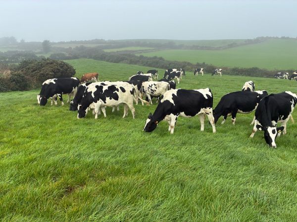 Holstein friesian heifers - Main image