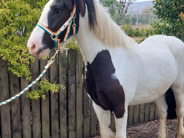 Jerry 4yr old cob x super potential in every way - Main image