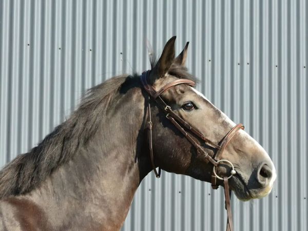 5 y.o. 16.2 hh Gelding – Competition Prospect - Main image