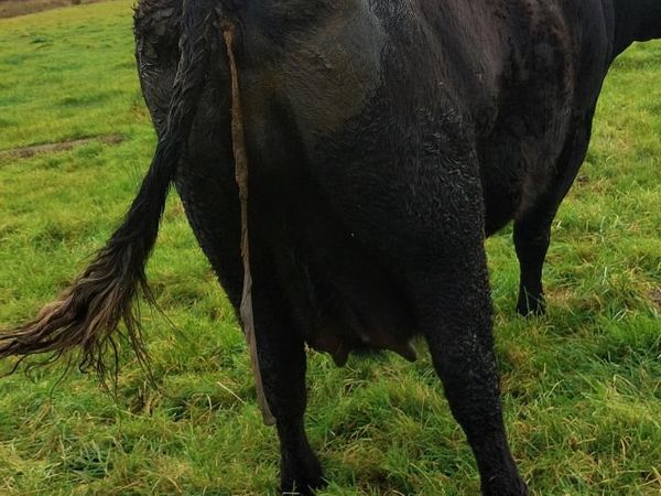 Cow - Main image
