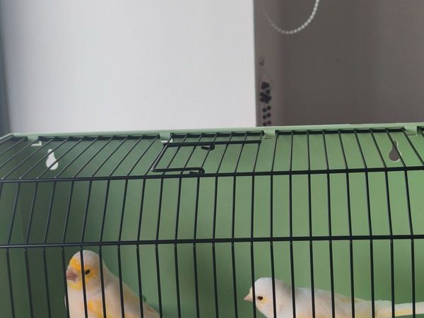Birds - Main image