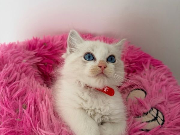 Beautiful Ragdoll Kittens - Main image