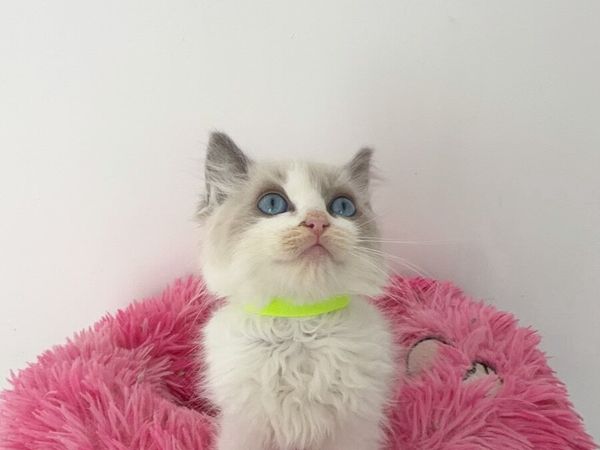 Beautiful Ragdoll Kittens - Main image