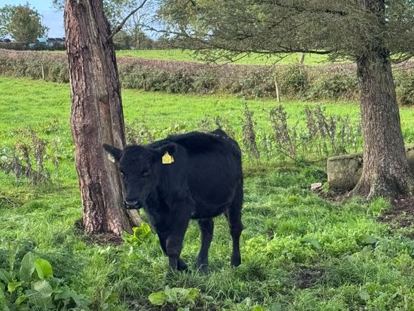 Angus heifers - Main image