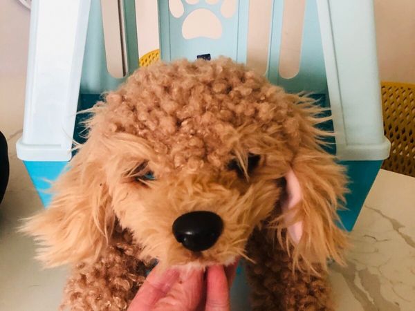 Little live pets cavapoo - Main image
