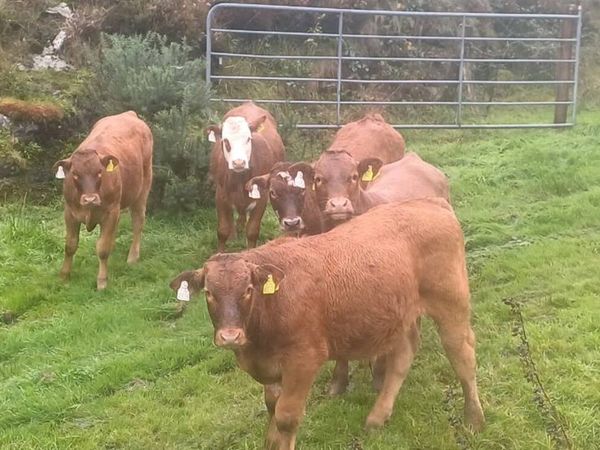 Organic Weanlings - Main image