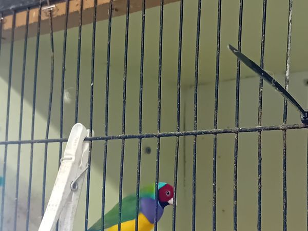 Birds - Main image