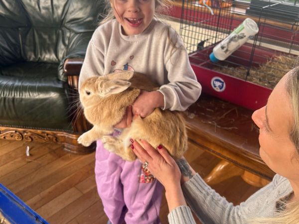 🐇 pet rabbit for sale with cage 🐇 - Main image