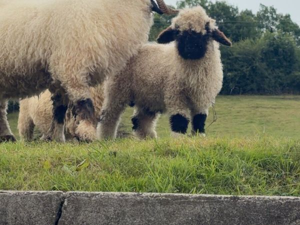 Valais Ram lamb for sale - Main image
