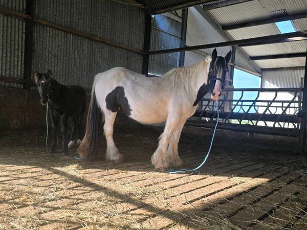 Super Quality Mare and foal for sale - Main image