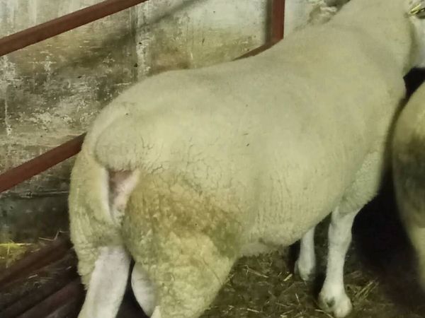 Chartex hogget Rams - Main image