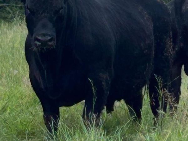 Pedigree Angus Bulls - Main image