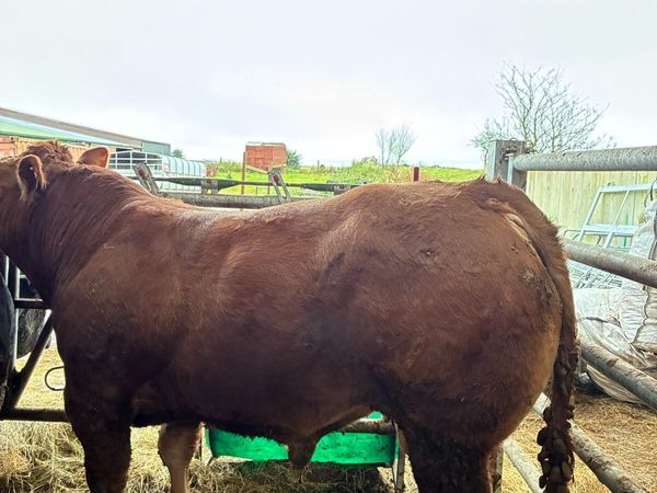 PB Limousin bull - Main image