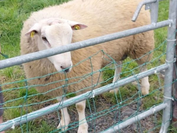Belclare ram PBR - Main image