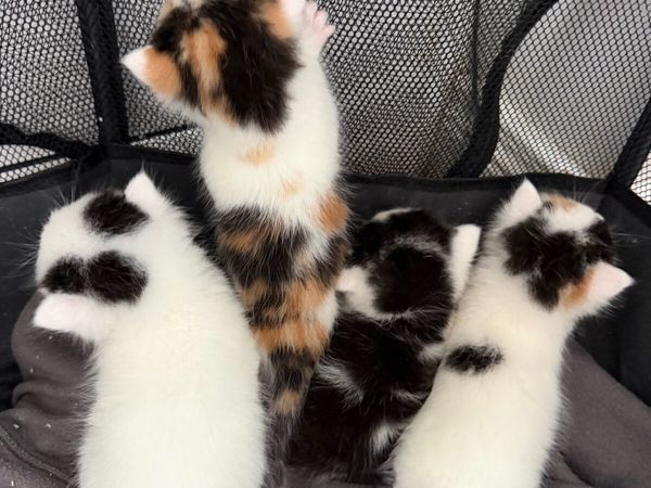 Kittens - Main image