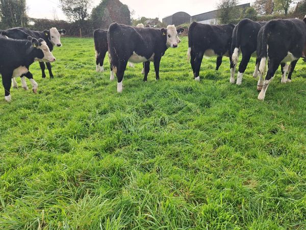 🚨For sale Portumna Mart tonight Monday 12th🚨 - Main image