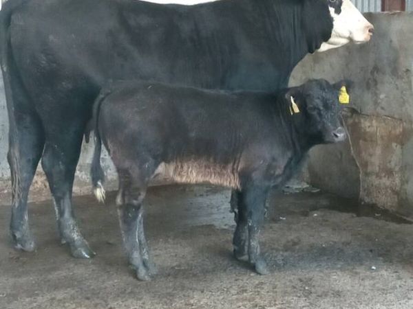 💥💥 Super limo cow and calf 💥💥 - Main image