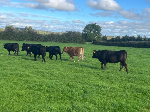 7 limousin weanlings - Main image
