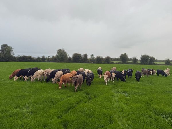 Charlaois weanling heifers - Main image