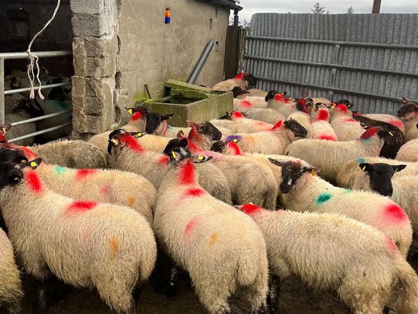 Sheep - Main image