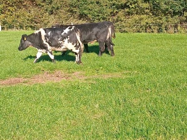 5 smashing heifers COW MAKERS - Main image