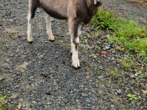 Pygmy goat - Main image