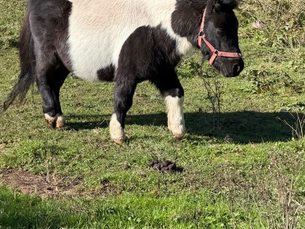 Shetlan stallion - Main image