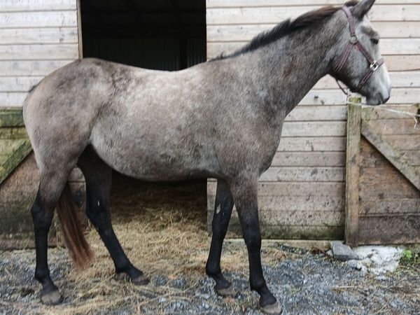 3 year old gelding - Main image