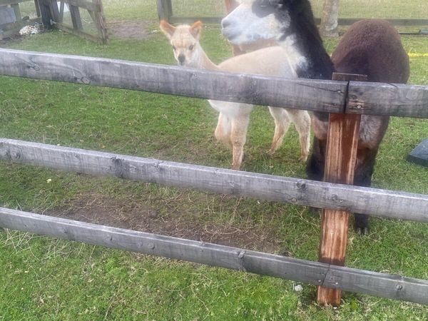 Alpaca - Main image