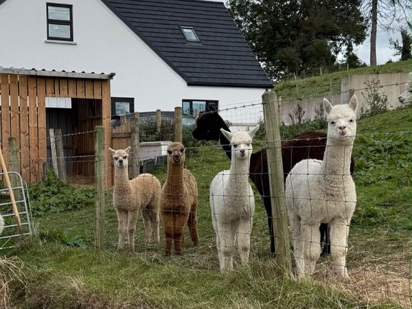 Alpaca - Main image
