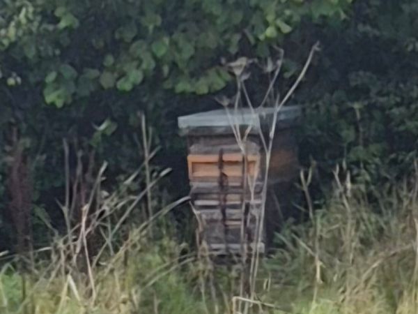 Bee Hives - Main image