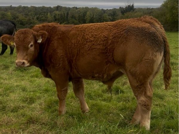 •Lot 40 •Purebred limousin bull Gort Mart 15th Oct - Main image