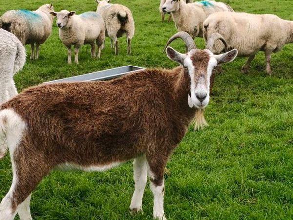 British Toggenburg Goat (Private Seller) - Main image