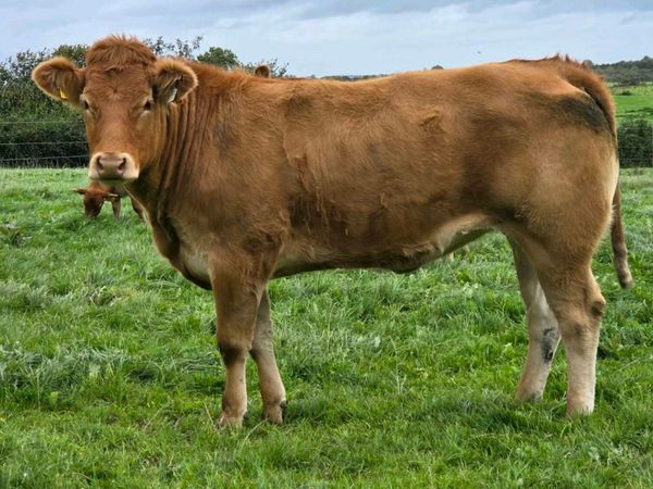 Pedigree Incalf Limousin heifer - Main image