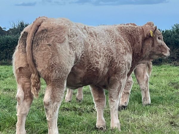 Weaning heifers - Main image
