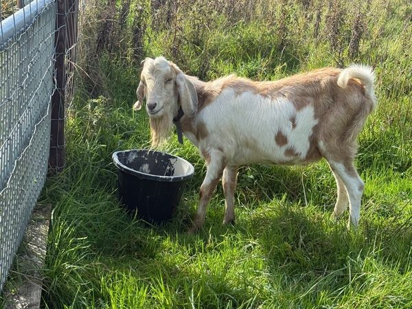 Anglo Nubian Billy Goat - Main image